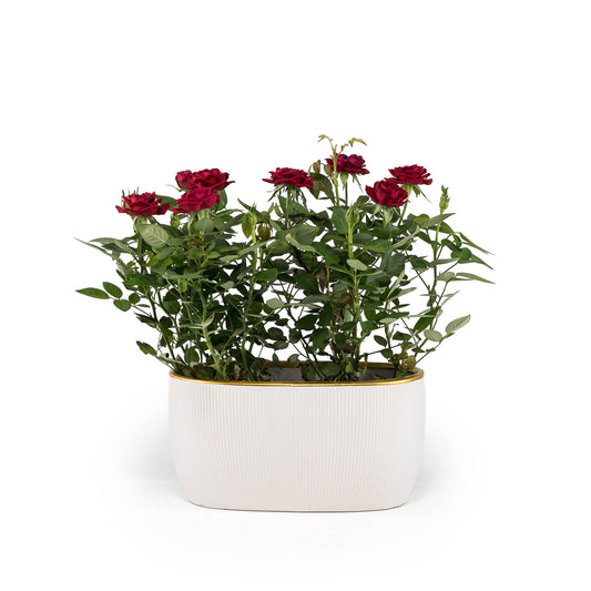Rose 10.5cm in Duo Ceramic - Flowering The Horti House