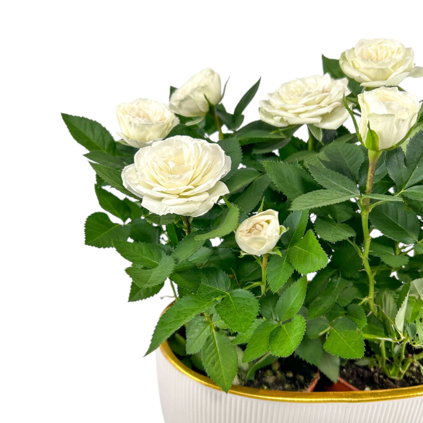 Rose 10.5cm in Duo Ceramic - Flowering The Horti House