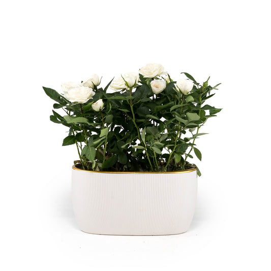 Rose 10.5cm in Duo Ceramic - Flowering The Horti House