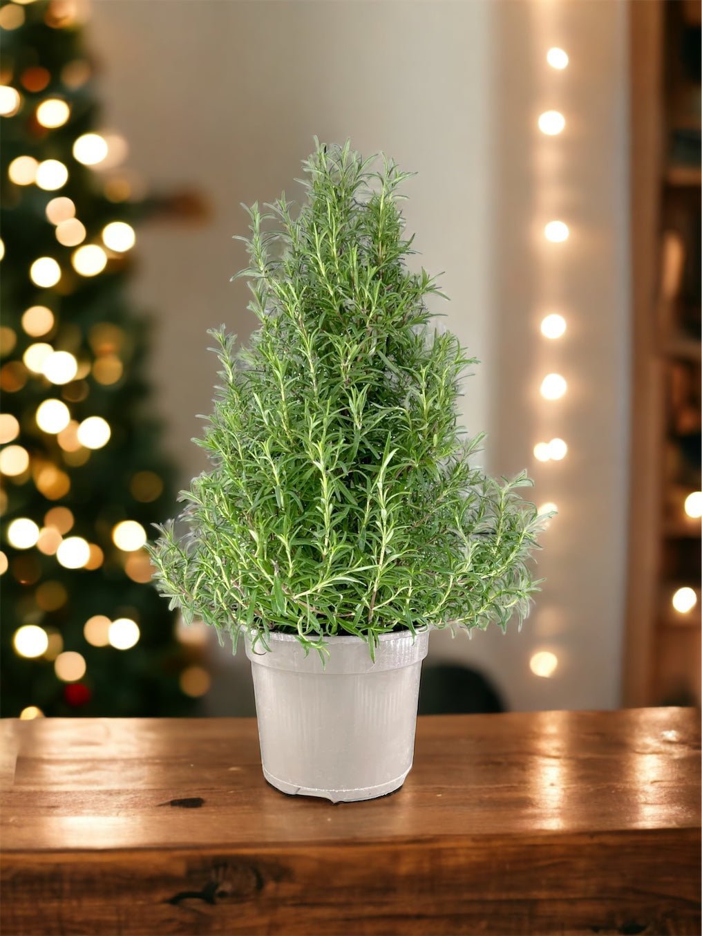Rosemary Christmas Tree 17cm - Orchid The Horti House