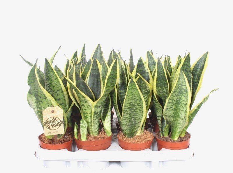 Sansevieria 9cm Superba - Green Plant The Horti House