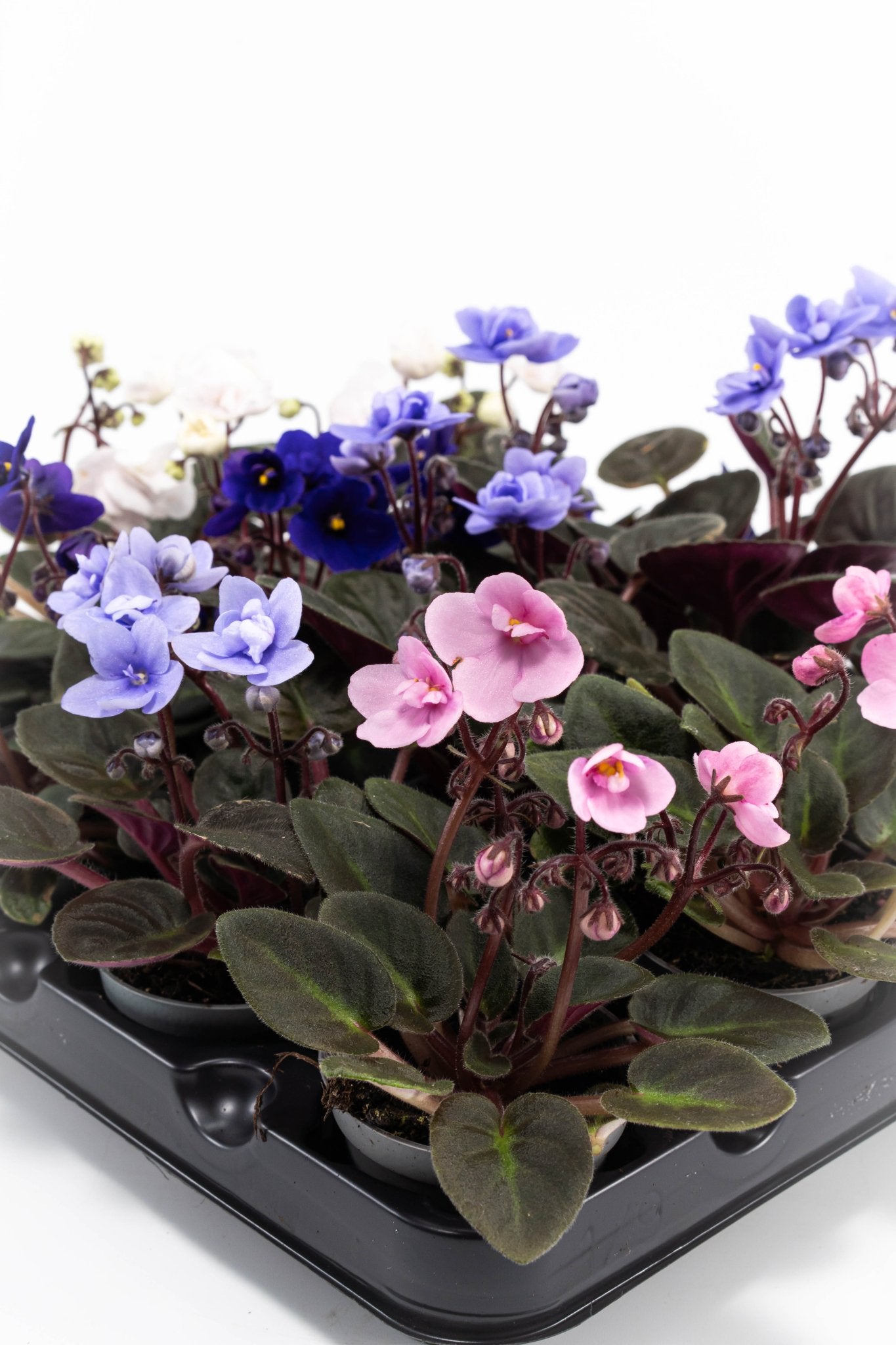 Saintpaulia 6cm Mix - Green Plant The Horti House