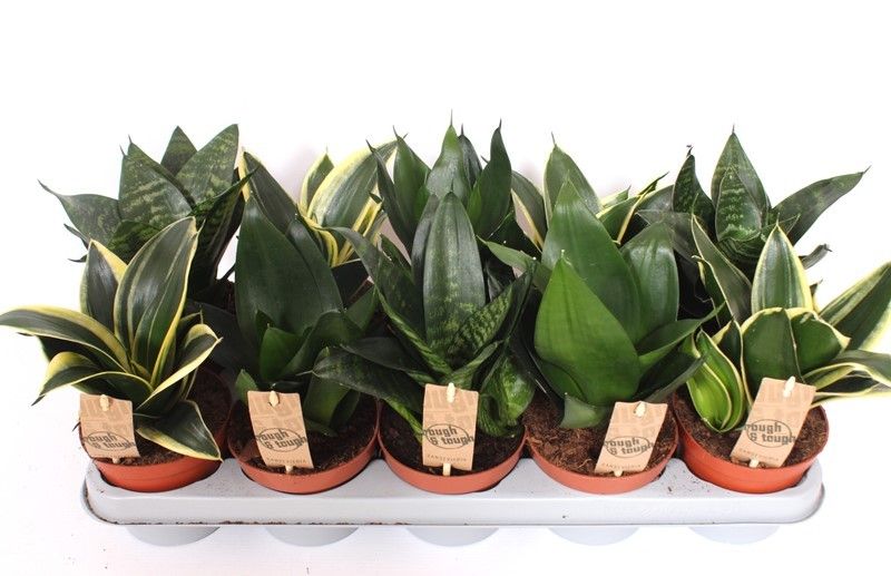 Sansevieria 12cm Hahnii Mix - Green Plant The Horti House
