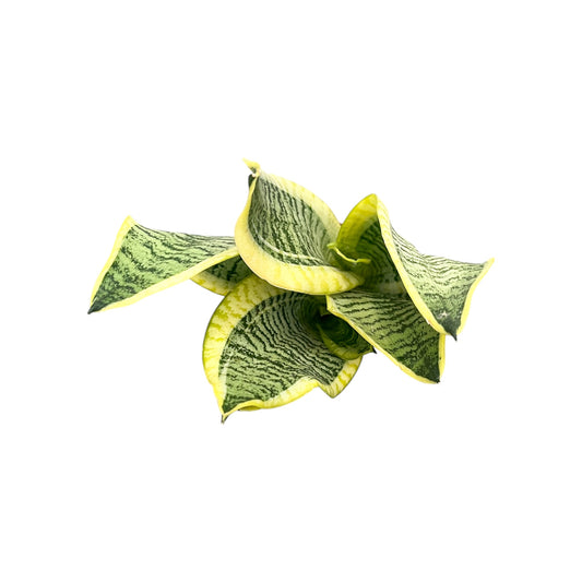 Sansevieria 14cm Laurentii - Green Plant The Horti House