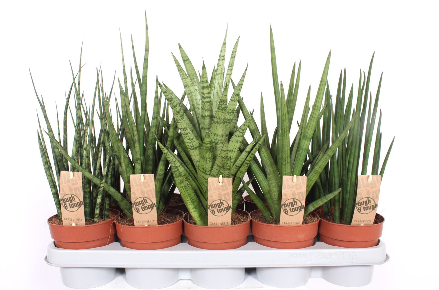 Sansevieria 12cm Luxe Mix - Green Plant The Horti House