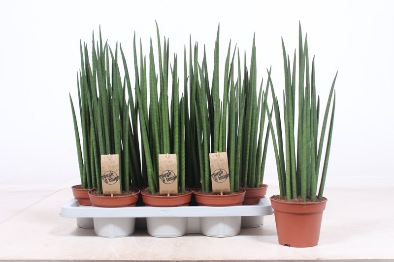 Sansevieria 14cm Mikado - Green Plant The Horti House