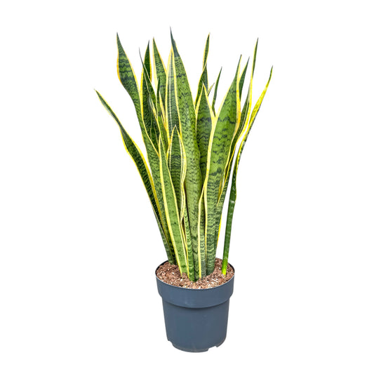 Sansevieria 24cm Laurentii - Green Plant The Horti House