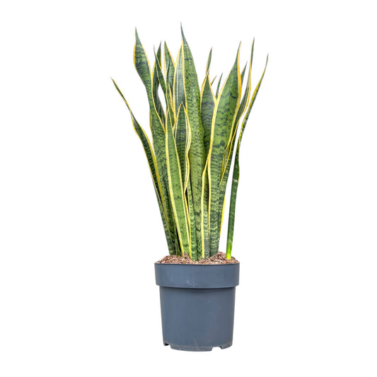 Sansevieria 24cm Laurentii - Green Plant The Horti House