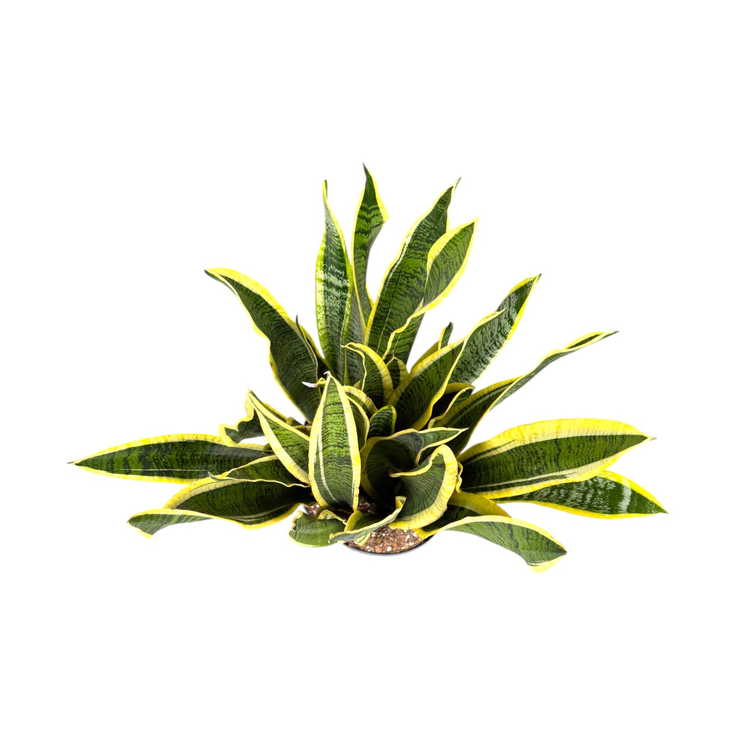 Sansevieria 24cm Laurentii - Green Plant The Horti House