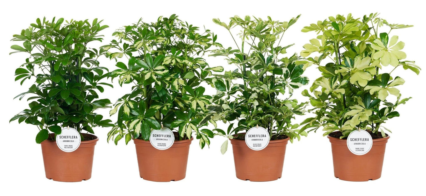 Schefflera 21cm Mix - Green Plant The Horti House