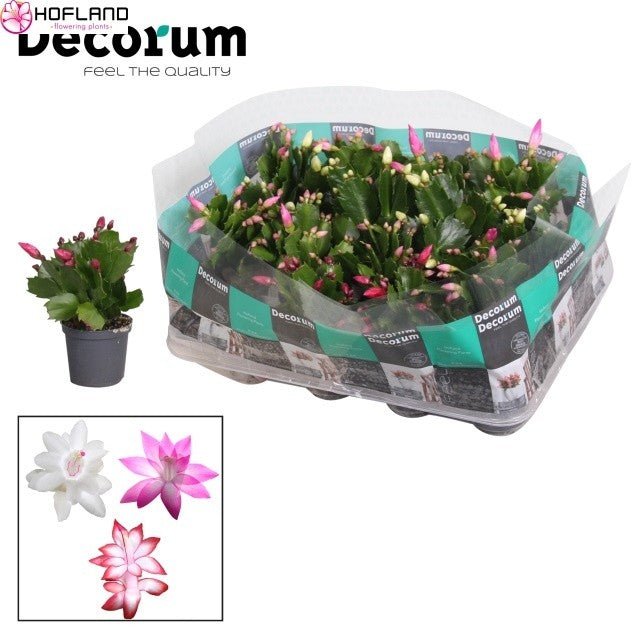 Schlumbergera 7cm Mix - Flowering The Horti House