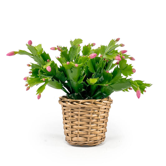 Schlumbergera 9cm in Basket - Flowering The Horti House