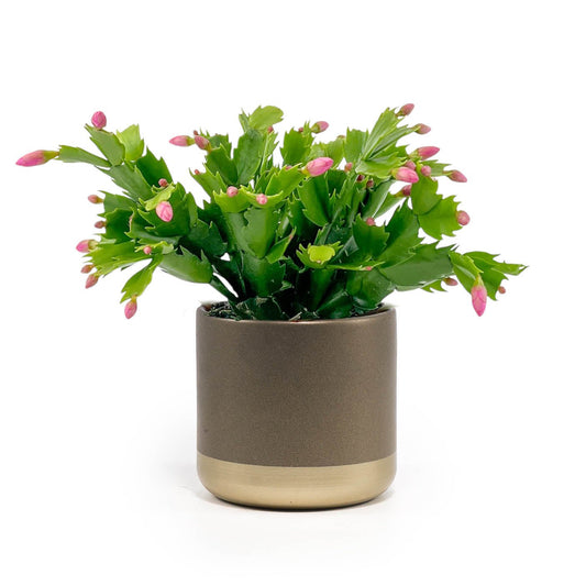 Schlumbergera 9cm in Christmas Ceramic - Flowering The Horti House