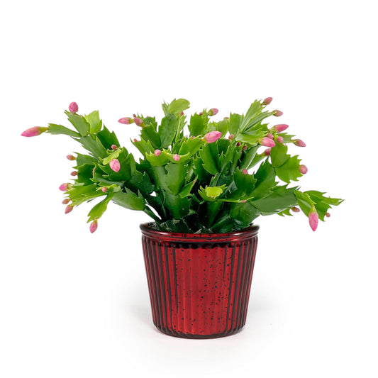 Schlumbergera 9cm in Christmas Glass - Flowering The Horti House