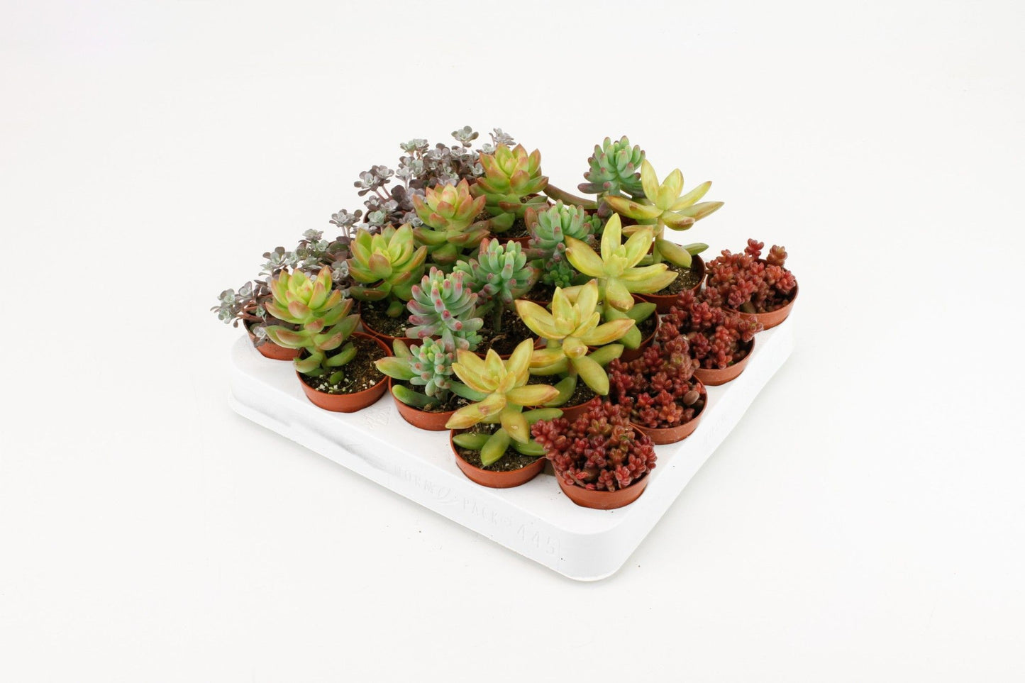 Sedum 5.5cm mix - Succulent The Horti House