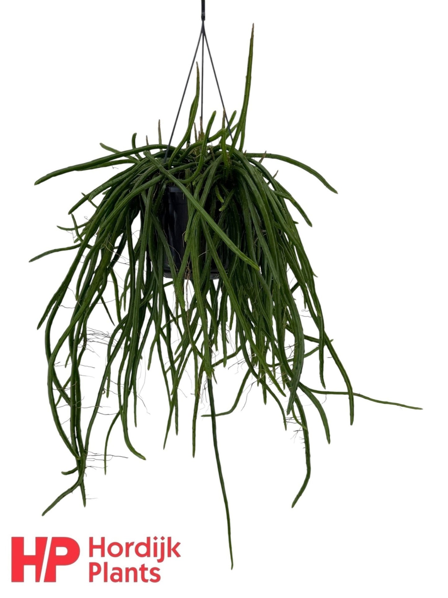 Selenicereus 15cm Wercklei - Succulent The Horti House