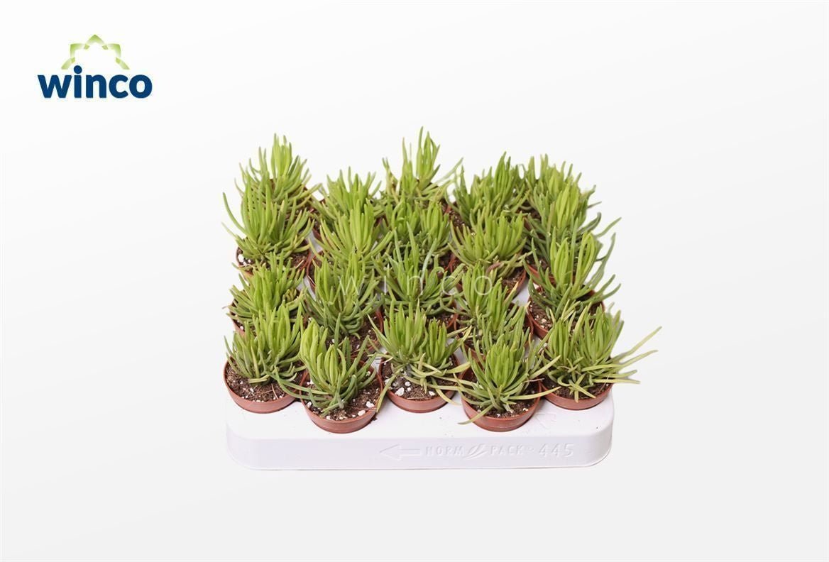 Senecio 5.5cm Himalaya Mountain Grass - Green Plant The Horti House