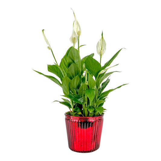 Spathiphyllum 9cm in Christmas Glass
