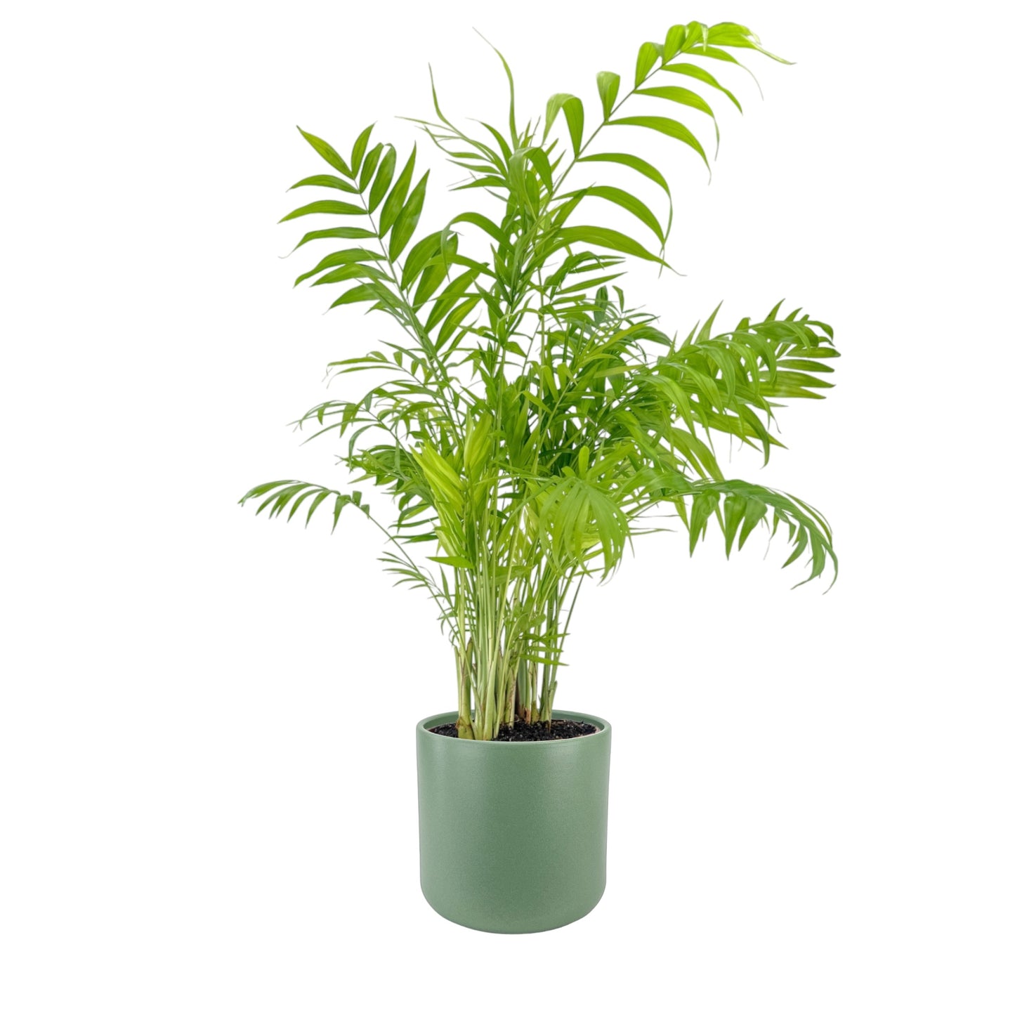 Green Plant 17cm British Mix in Cambridge Ceramic - Green Plant The Horti House