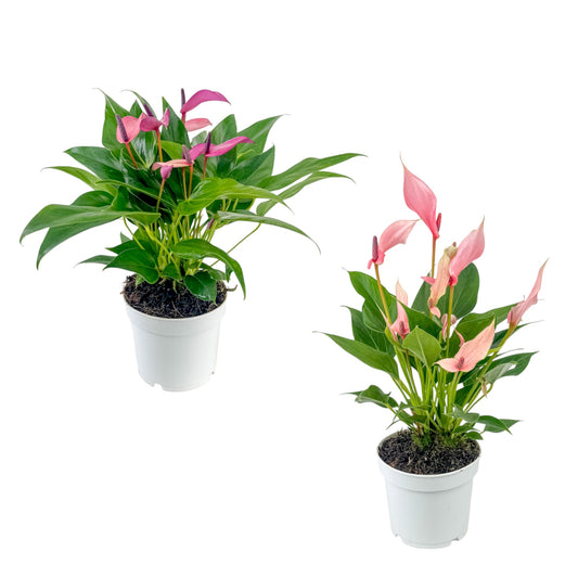 Anthurium 12cm 'Zizou' & 'Lilli'