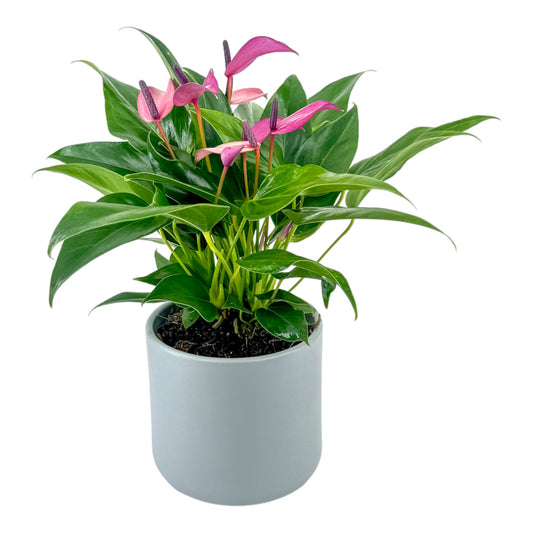 Anthurium 12cm Zizou in Cambridge Ceramic