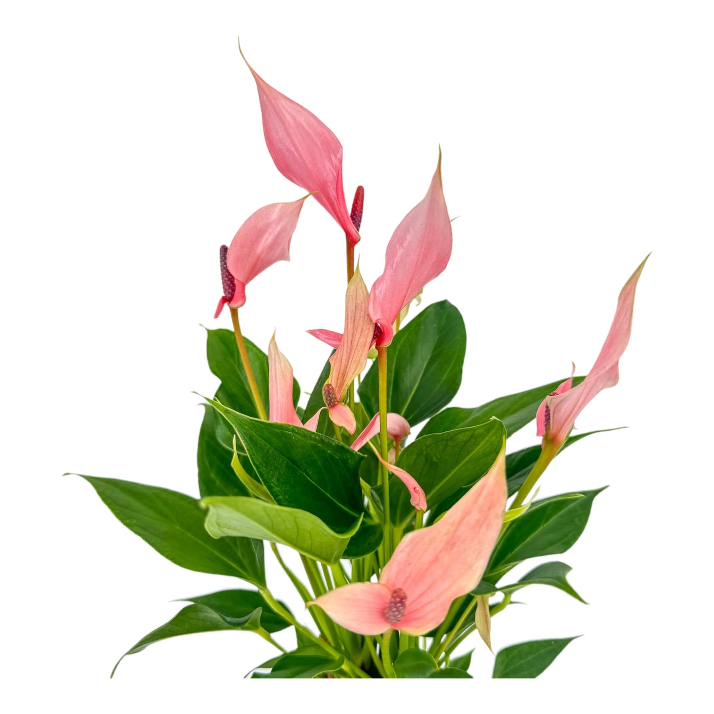 Anthurium 12cm Lilli in Cambridge Ceramic