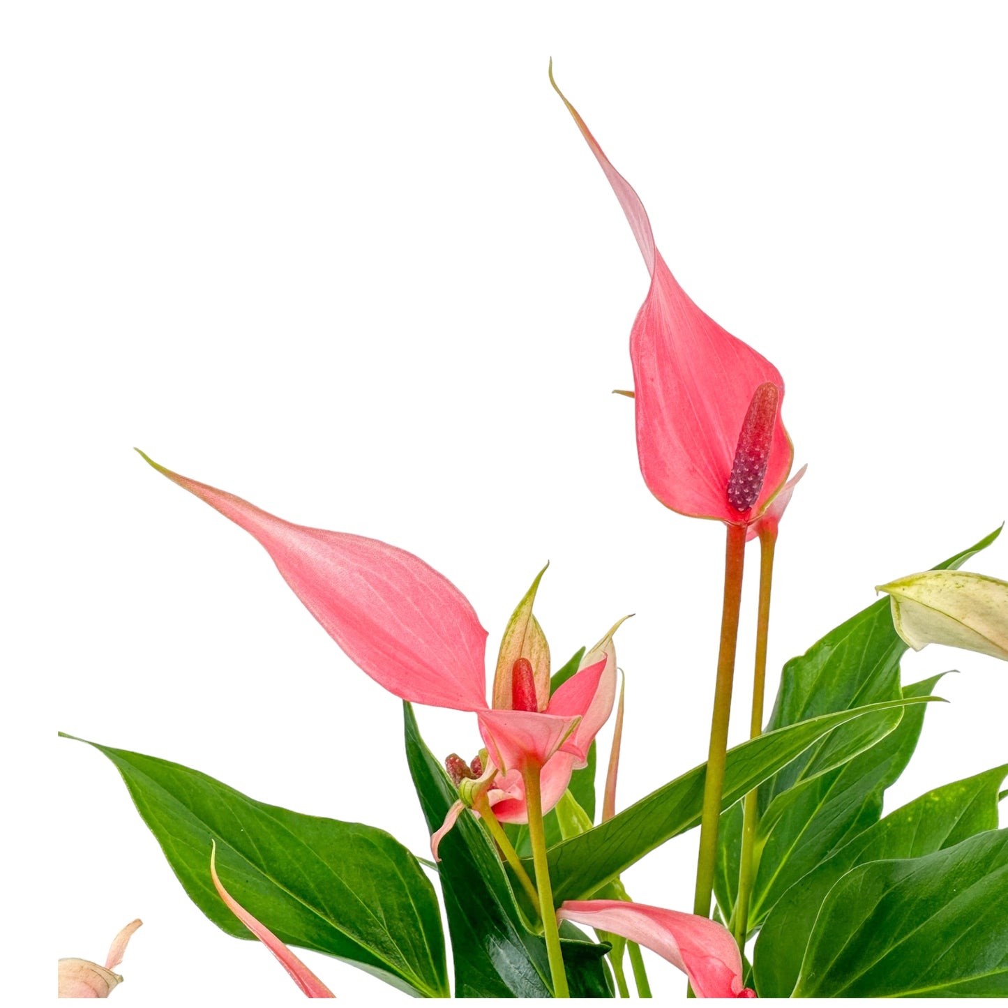 Anthurium 12cm Lilli in Cambridge Ceramic