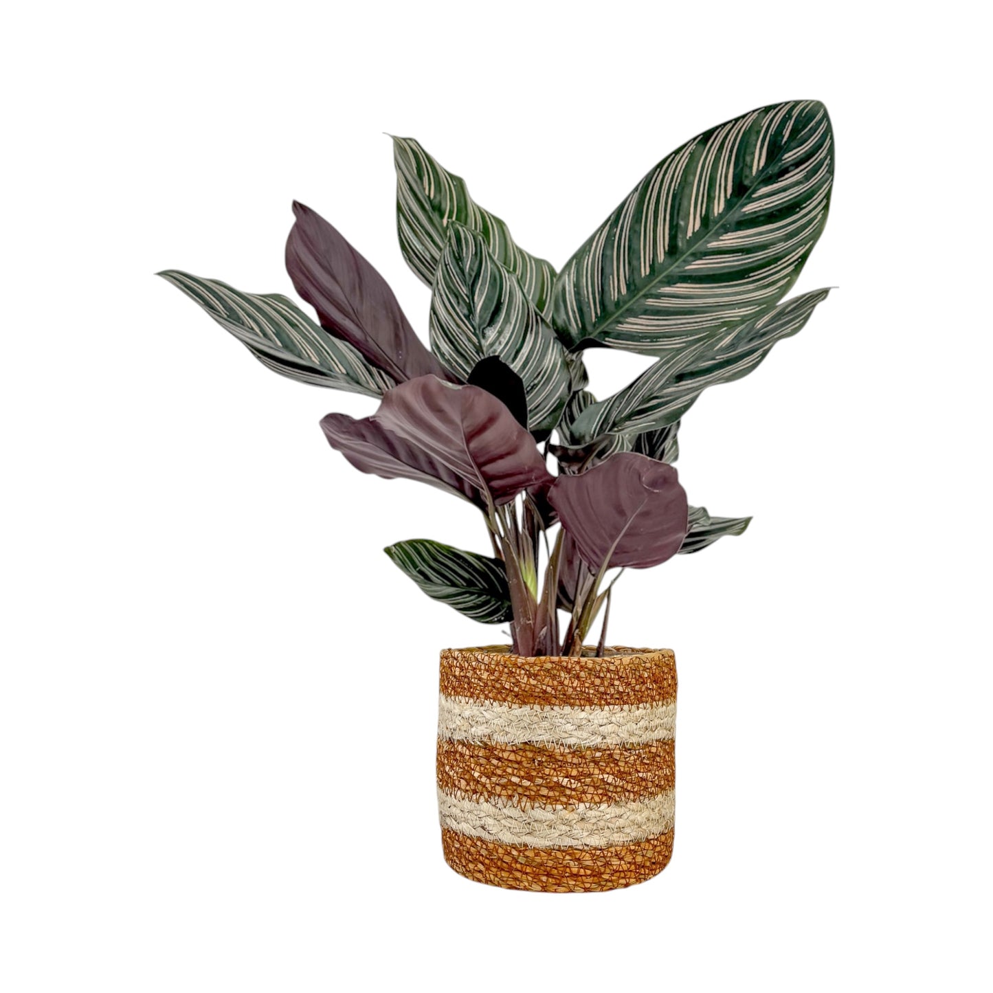 Green Plant 12cm Mix in Basket - Green Plant The Horti House