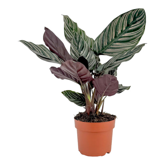 Calathea 12cm Ornata - British