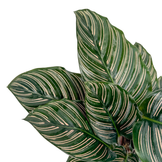 Calathea 12cm Ornata - British