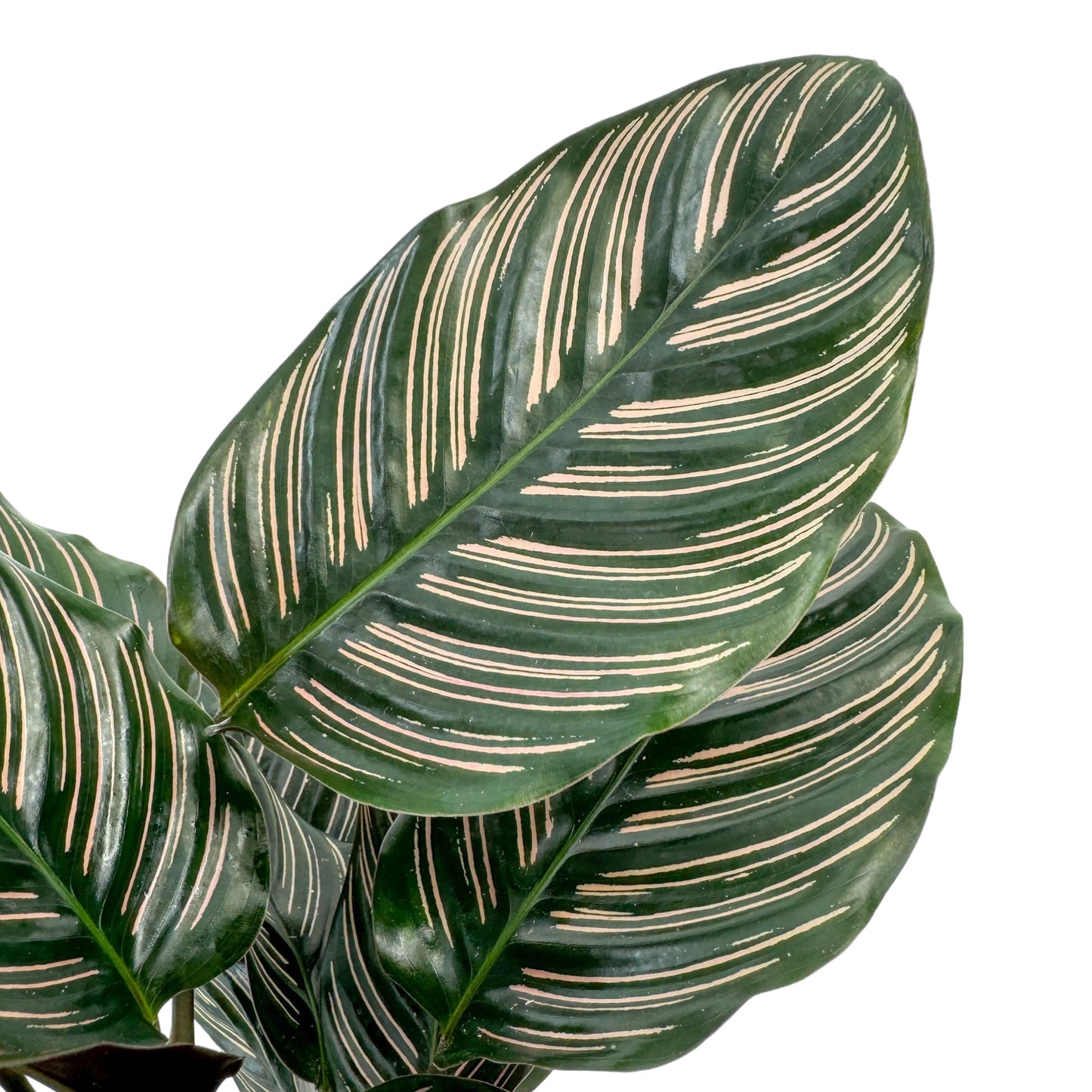 Calathea 12cm Ornata