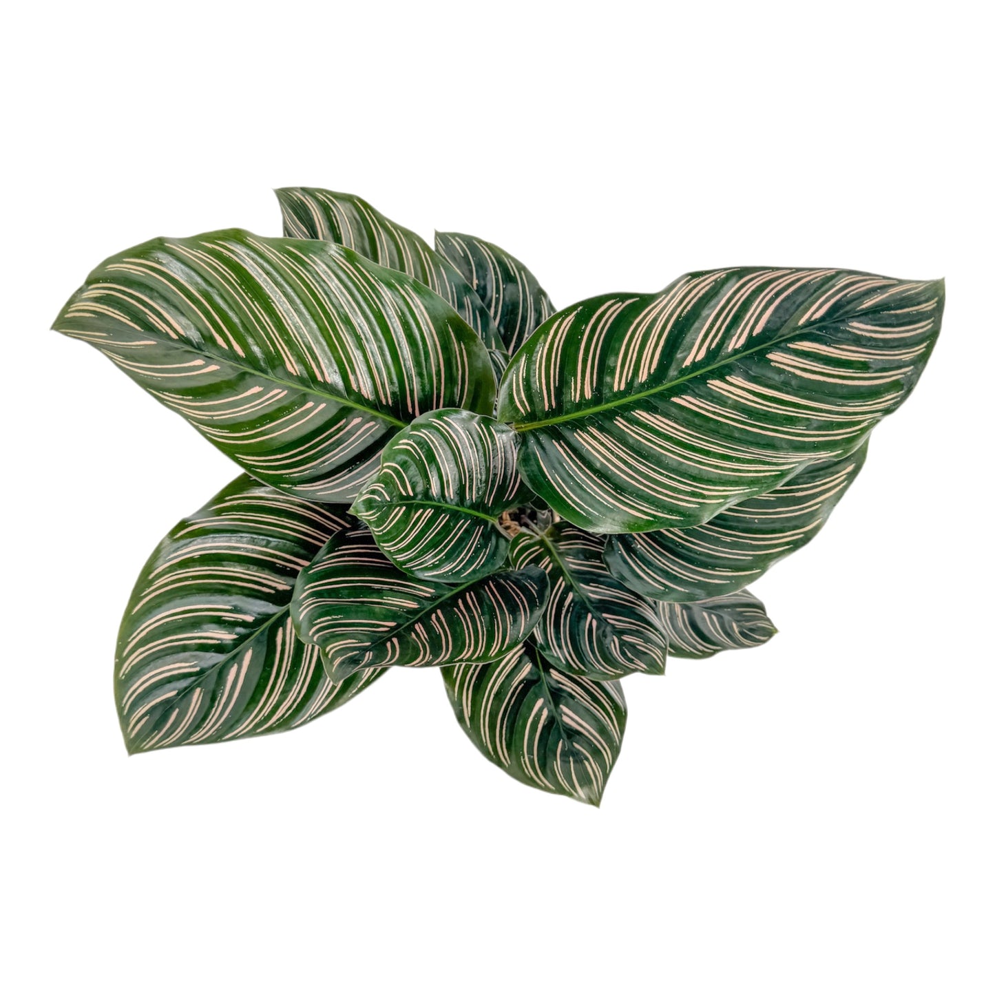 Calathea 12cm Ornata