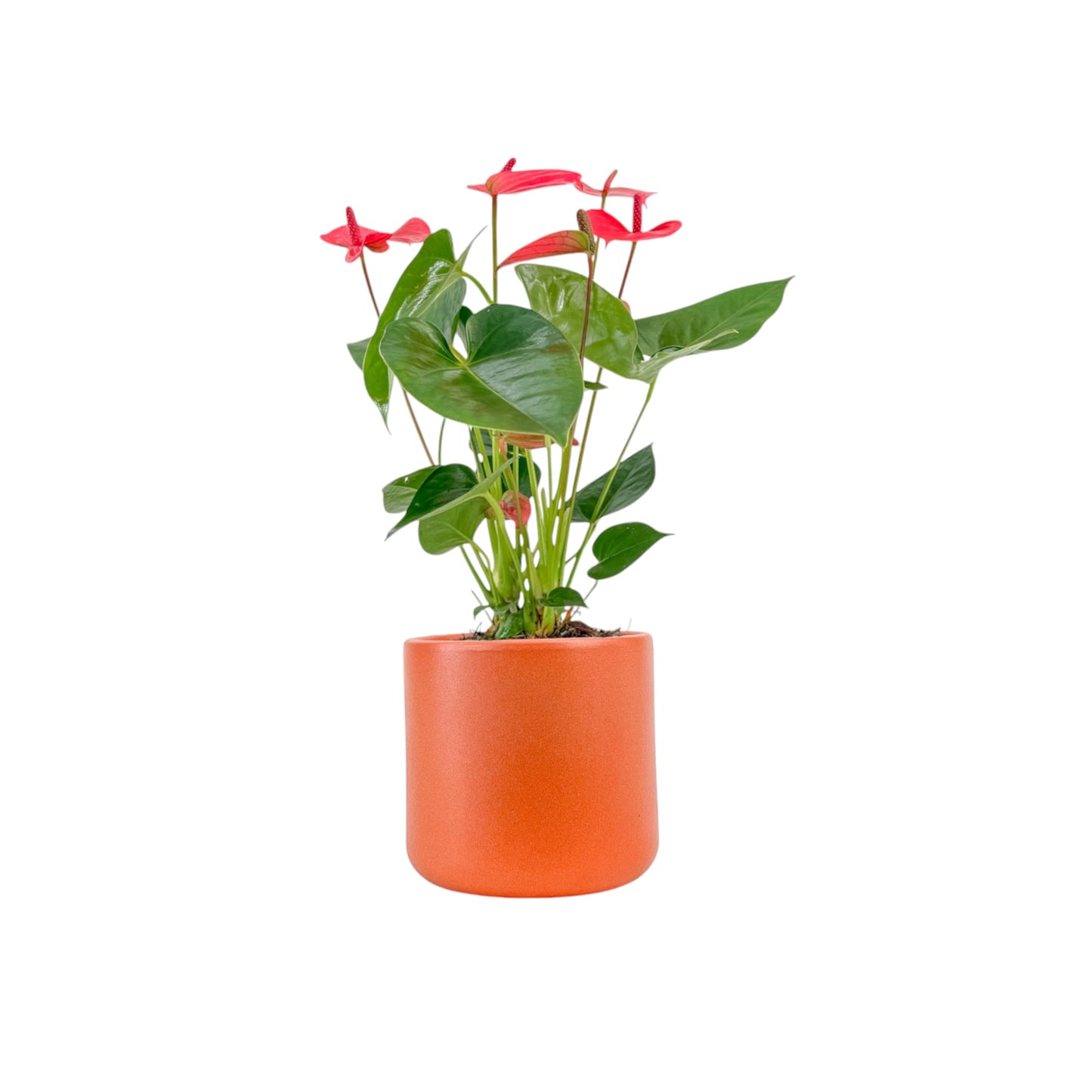 Anthurium 12cm Champion Mixed Colours in Cambridge Ceramic
