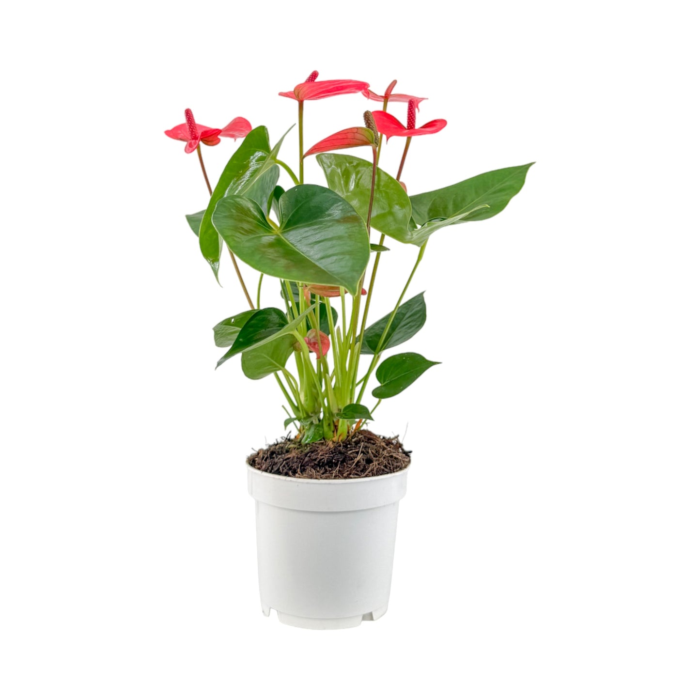 Anthurium 12cm Champion Mixed Colours