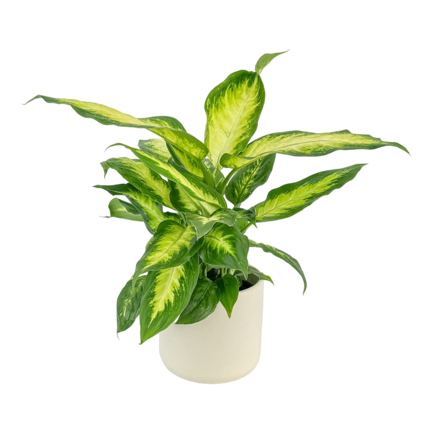 Dieffenbachia 12cm Mix in Cambridge Ceramic