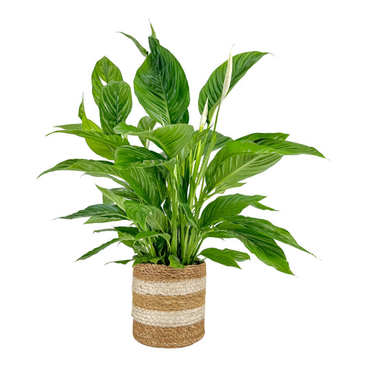 Spathiphyllum 17cm in Basket - Green Plant The Horti House