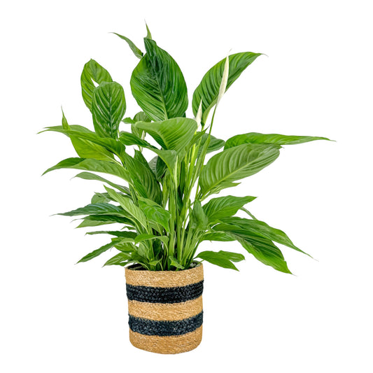 Spathiphyllum 17cm in Basket - Green Plant The Horti House