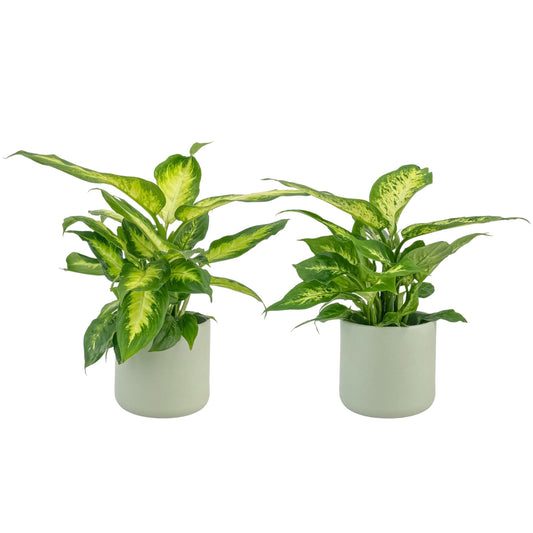 Dieffenbachia 12cm Mix in Cambridge Ceramic