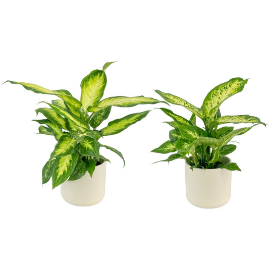 Dieffenbachia 12cm Mix in Cambridge Ceramic