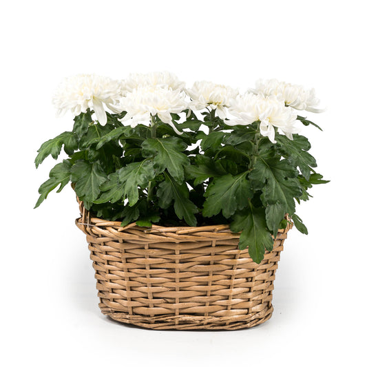 Snowball Basket - Flowering The Horti House