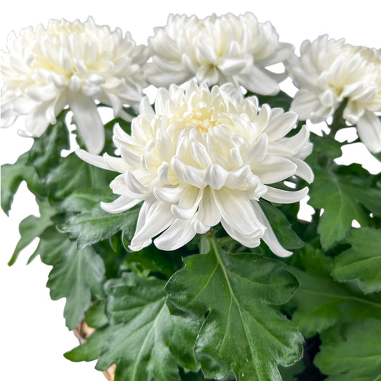 Snowball Basket - Flowering The Horti House