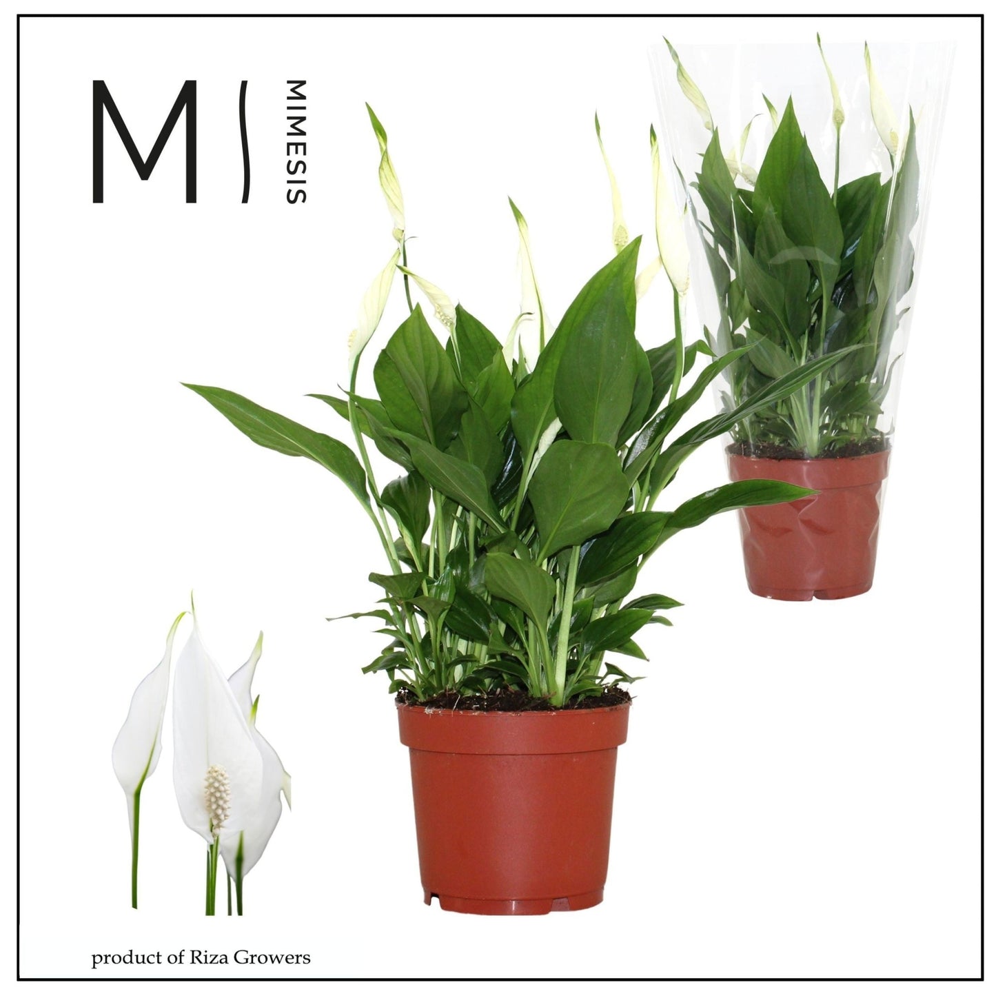 Spathiphyllum 13cm Bellini - Flowering The Horti House