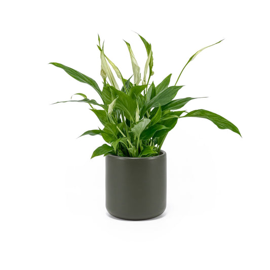 Spathiphyllum 9cm in Cambridge Ceramic - Flowering The Horti House