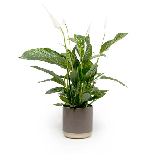Spathiphyllum 17cm in Christmas Ceramic - Flowering The Horti House