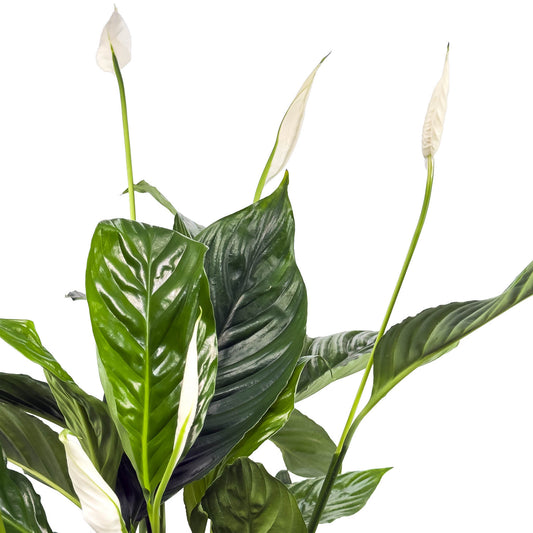 Spathiphyllum 17cm in Christmas Ceramic - Flowering The Horti House
