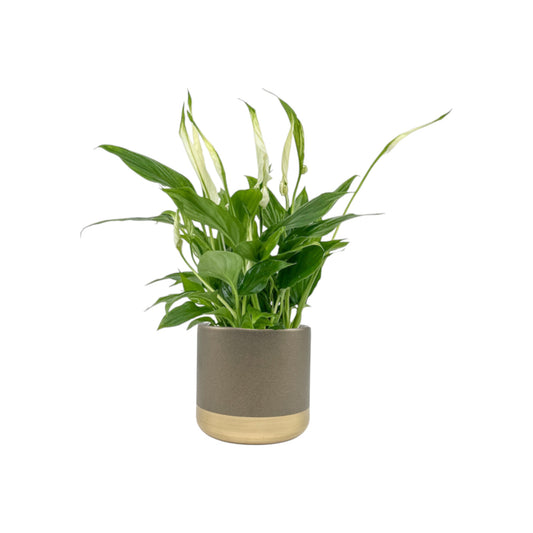 Spathiphyllum 9cm In Christmas Ceramic - Flowering The Horti House