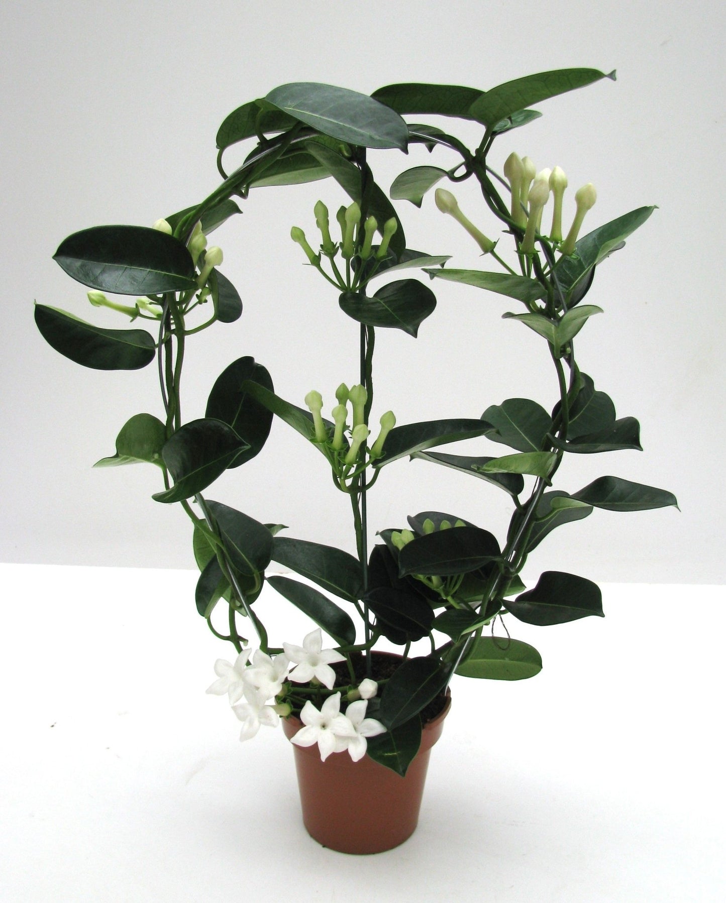 Stephanotis 12cm Elegance - Flowering The Horti House