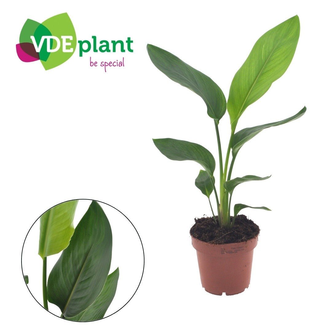 Strelitzia 12cm Reginea - Green Plant The Horti House