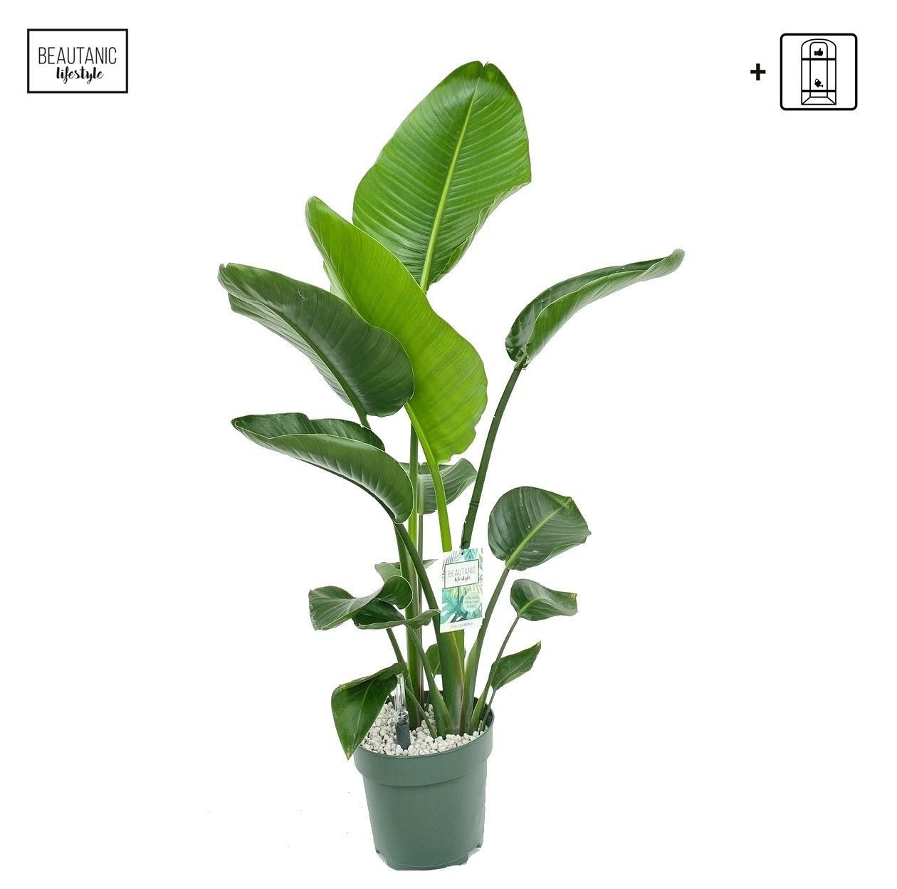 Strelitzia 24cm Nicolai Hydro - Green Plant The Horti House