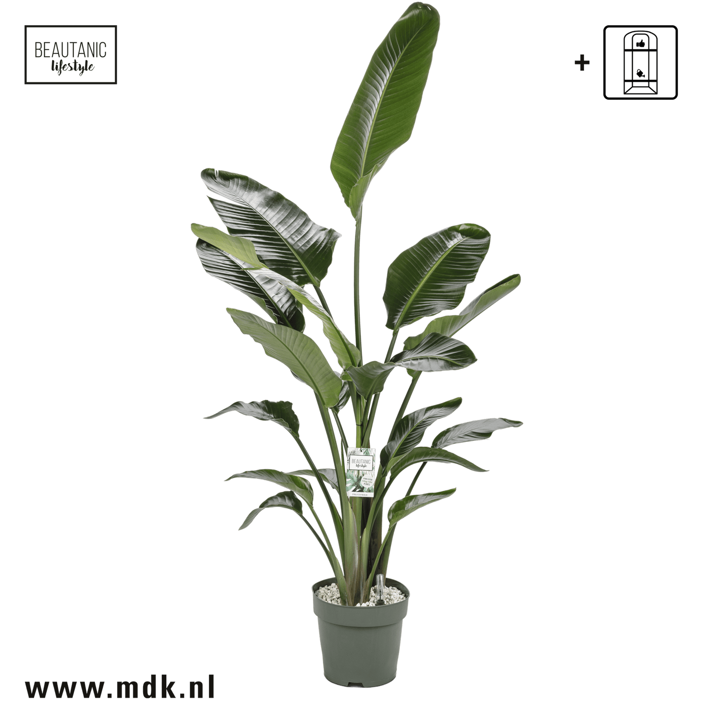 Strelitzia 27cm Nicolai Hydro - Green Plant The Horti House